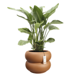 amber roll low 60 karamell